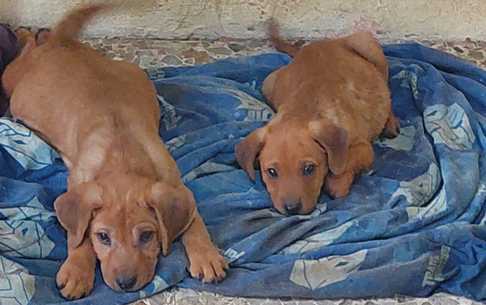 Hermanitos perrunos buscan ser adoptados en Reynosa 2 333064510 1349922785805225 9177524994941498827 n