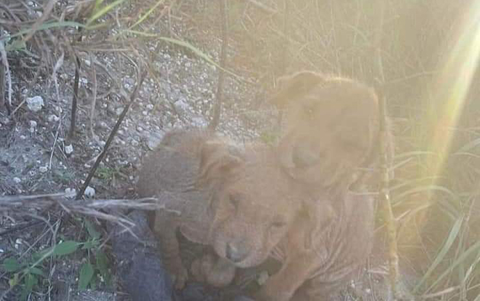 Hermanitos perrunos buscan ser adoptados en Reynosa 1 333164789 762209381919032 577007385216917727 n