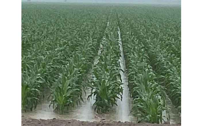 CAMPO