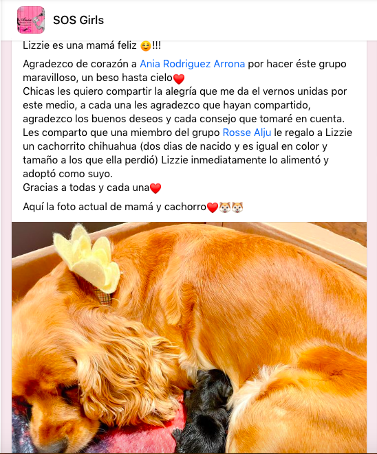 El amor maternal en los perritos no distingue razas ni colores 2 Captura de pantalla 2023 03 21 a las 5.07.39 p. m.