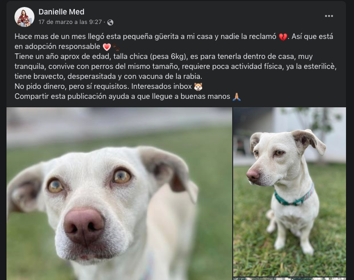Buscan adoptante para tierna perrita en Reynosa 2 Captura de pantalla 2023 03 29 a las 11.49.21 a.m.