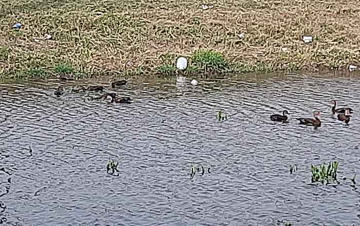No deje su auto después de las 8:00 PM en Hidalgo; llegan patos canadienses 1 PATOS 2