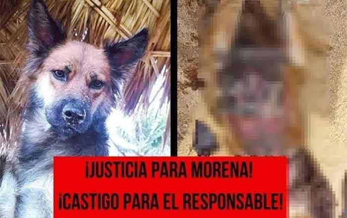 PERRITA