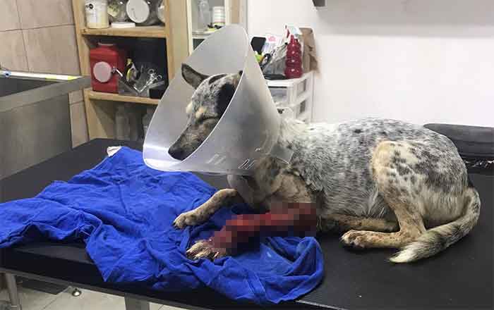 Perrito rescatado que conmovió corazones, hoy perdió la batalla 1 PERRITO 1