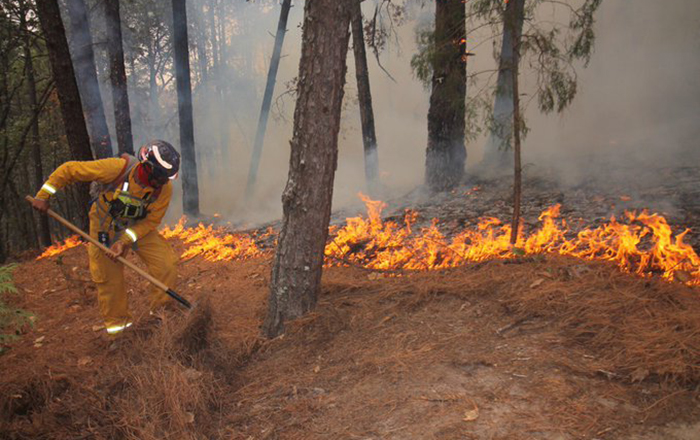 forestal