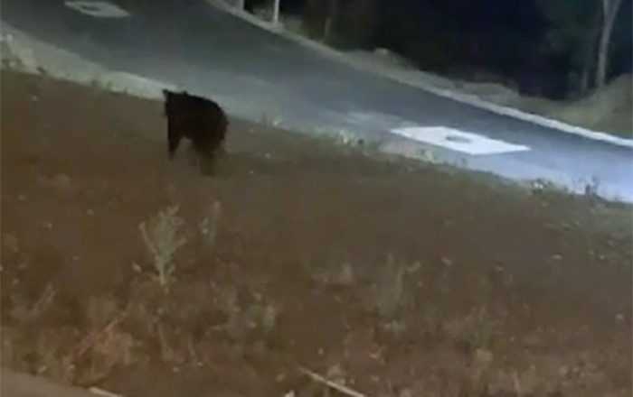 Atemorizan osos a habitantes de Álamo Sur 1 oso 1 copy