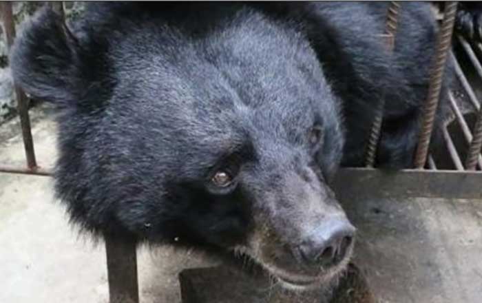 oso