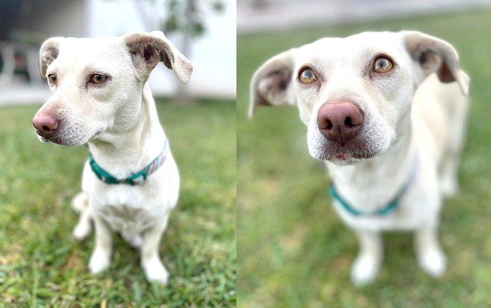 perrita