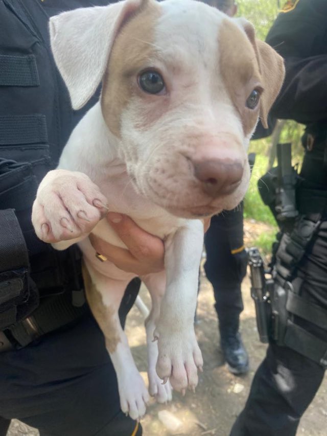 Detectan y desmantelan criadero ilegal de pitbulls 3 327927932 642229287734107 6560063398298489888 n