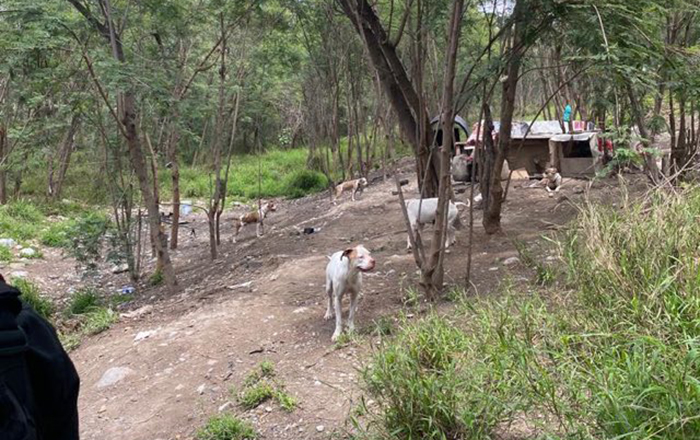 Detectan y desmantelan criadero ilegal de pitbulls 2 328467667 761827051956184 8516073165620825446 n