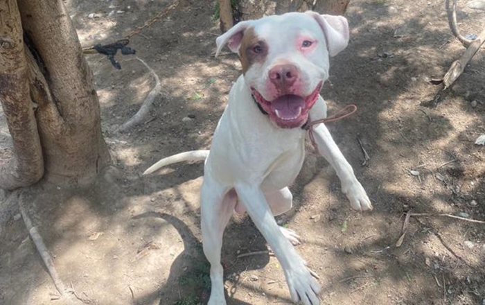 Detectan y desmantelan criadero ilegal de pitbulls 1 330324324 3030901767205889 1715663250962203537 n