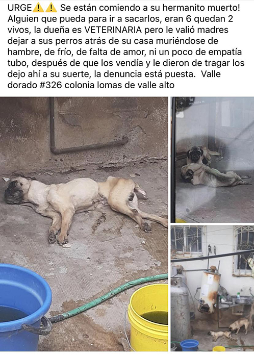 Rescatan a perros abandonados por enfermera en Reynosa; se comieron unos a otros 1 343013921 1915825262127508 8998564168171170432 n