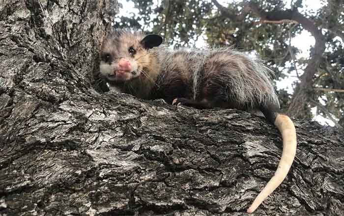 En Altamira joven busca a su querida mascota... un tlacuache 1 TLACUACHE