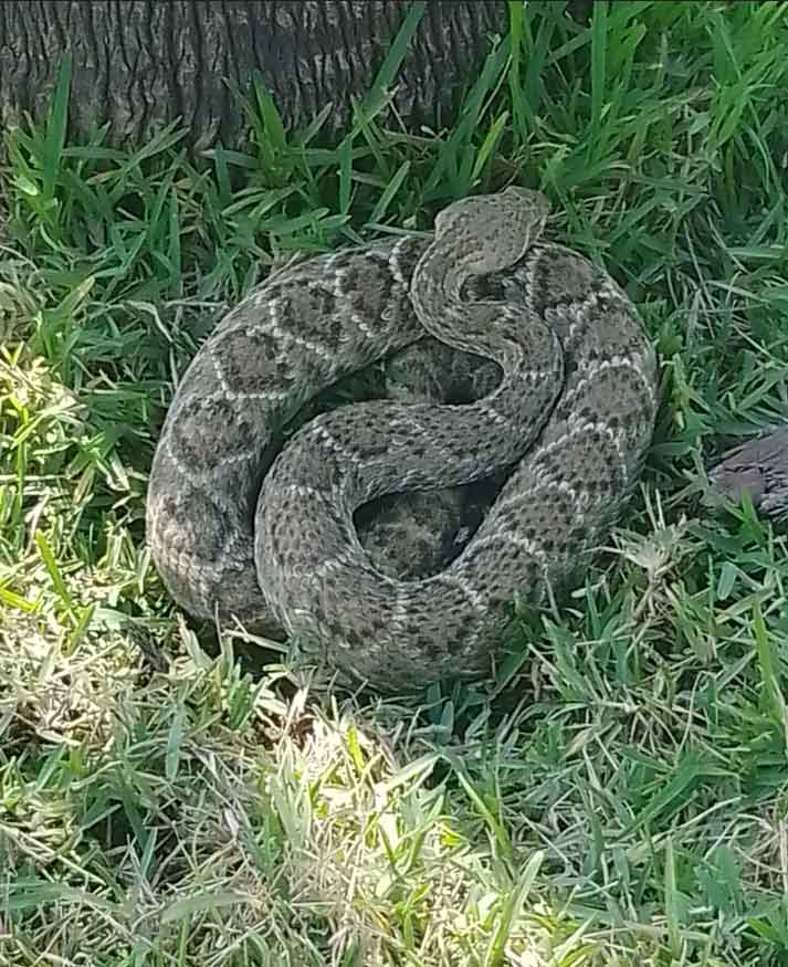 Preocupante presencia de víboras de cascabel en Loma Bonita 1 VIBORA 3