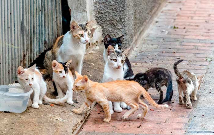 gatos