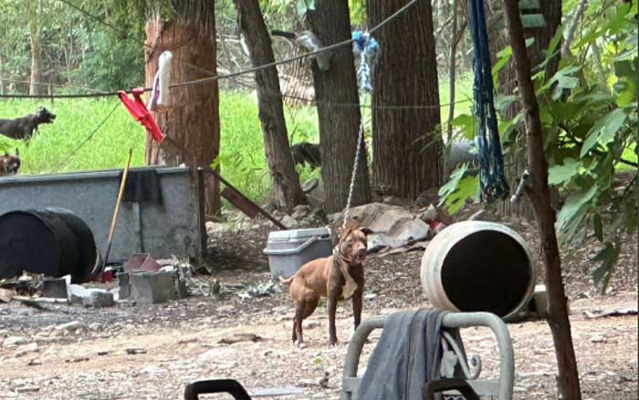 perro
