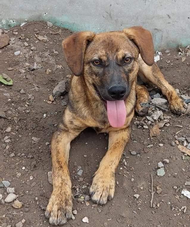Buscan recaudar fondos con un ‘Bingo Perrón’ 1 346105817 917177706206269 7337424437773358128 n