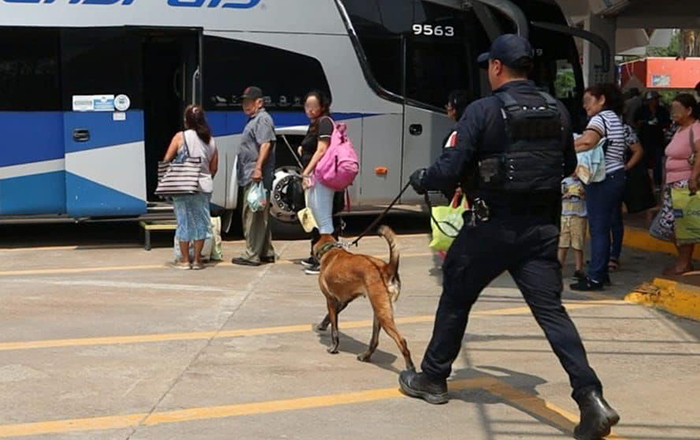Binomios caninos de Guardia Estatal vigilan Central de Autobuses de Ciudad Victoria 2 348361090 249737504374201 3630776381838765716 n