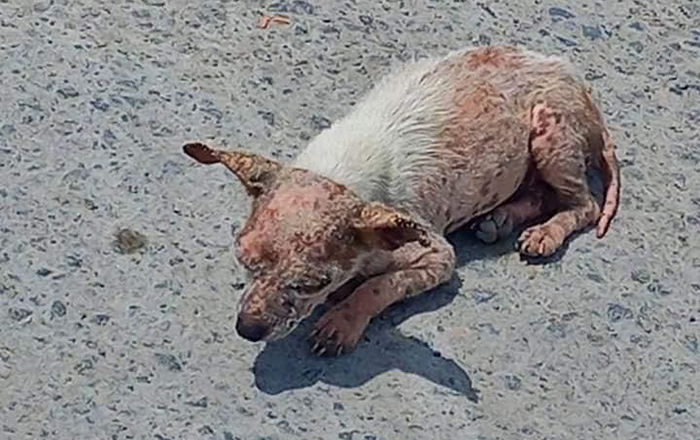 Buscan transformar más vidas de animalitos con ‘Bingo Perrón’ 1 349640049 268568532409654 4390219633221083862 n