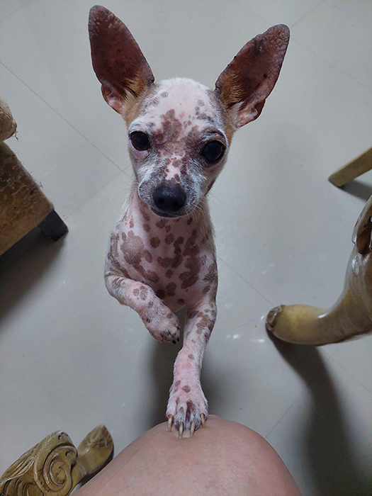 Buscan transformar más vidas de animalitos con ‘Bingo Perrón’ 2 349669164 249189044425359 2608349741513727048 n