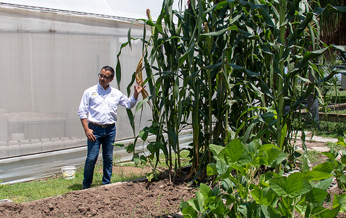 Obtiene la UAT nueva variedad de maíz nativo 2 350255277 2514405758700200 6137605957086776546 n