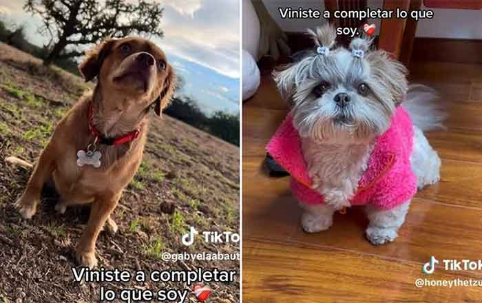 MASCOTAS