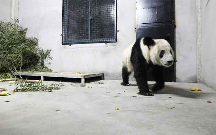 PANDA-YA-YA