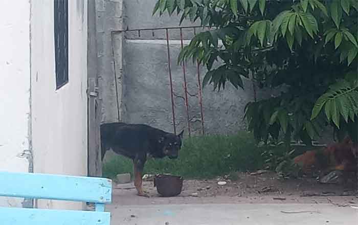 PERROS