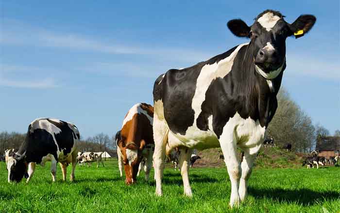 VACAS
