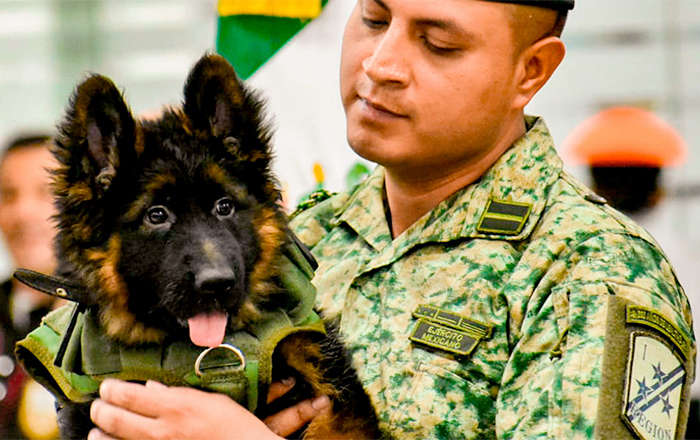 perrito turco