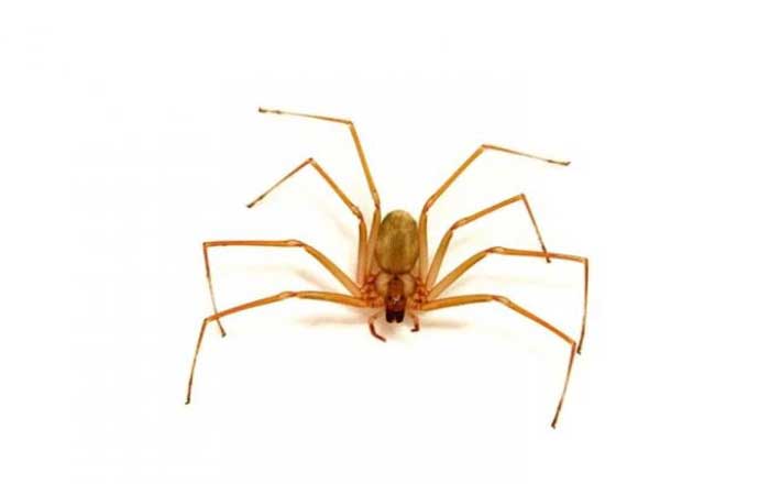 Trasladan a Monterrey a niño atacado por araña violinista 2 violinista