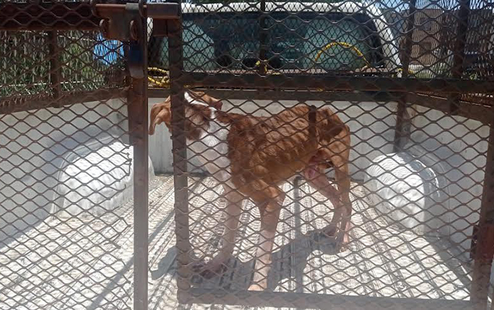 Rescatan en Juárez a perro abandonado en casa 1 0 5