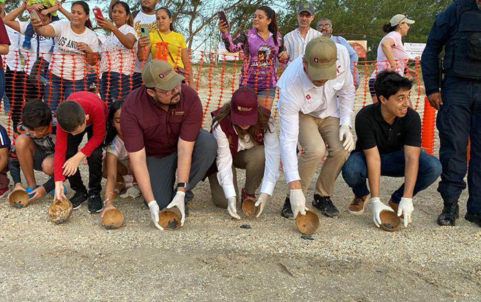 Tortuga lora emprende su viaje en costas de Tamaulipas 3 353404335 646921017296225 2657927972361837017 n