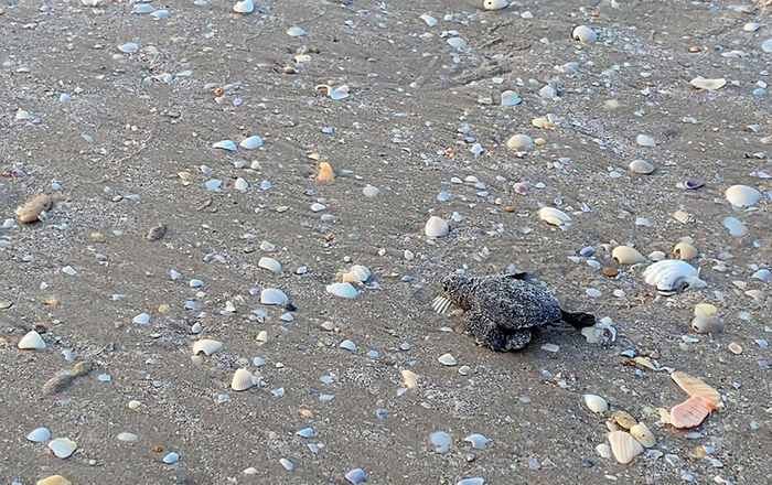 Tortuga lora emprende su viaje en costas de Tamaulipas 1 353746656 921178599180990 5360121205664558784 n