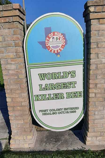 La abeja asesina más grande del mundo está en Hidalgo, Texas 1 ANUNCIO