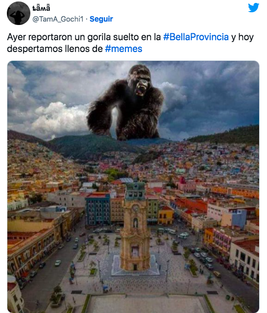 Del susto al meme: la reacción en redes por gorila suelto en Hidalgo 2 Captura de pantalla 2023 06 01 a las 11.54.22 a. m