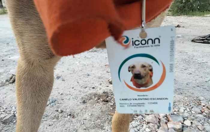 Perrito 'trabajador' de gasolinera se pierde y deambula por bulevar Hidalgo 2 GAFETE