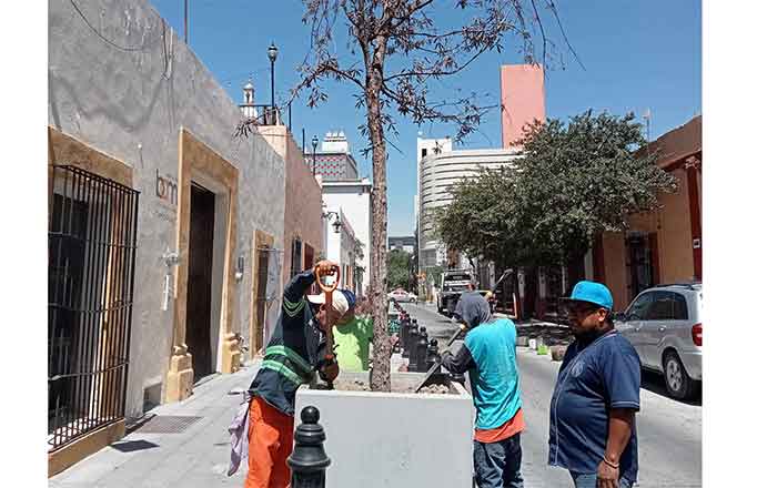 Retiran árboles muertos del Barrio Antiguo para sembrar nuevos 1 MONTERREY 1