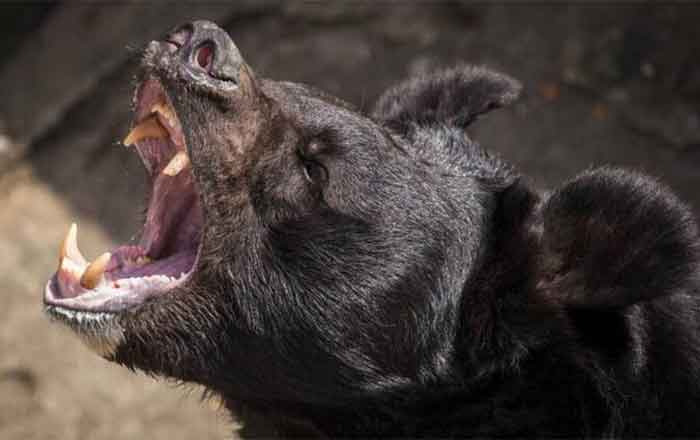 Reportan ataque de oso en Arizona; mata a una persona 1 OSO 2