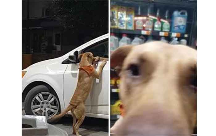 PERRITO