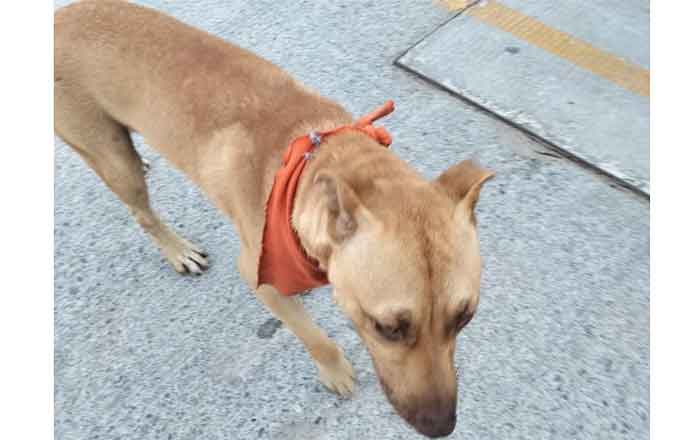 Perrito 'trabajador' de gasolinera se pierde y deambula por bulevar Hidalgo 3 PERRITO 3