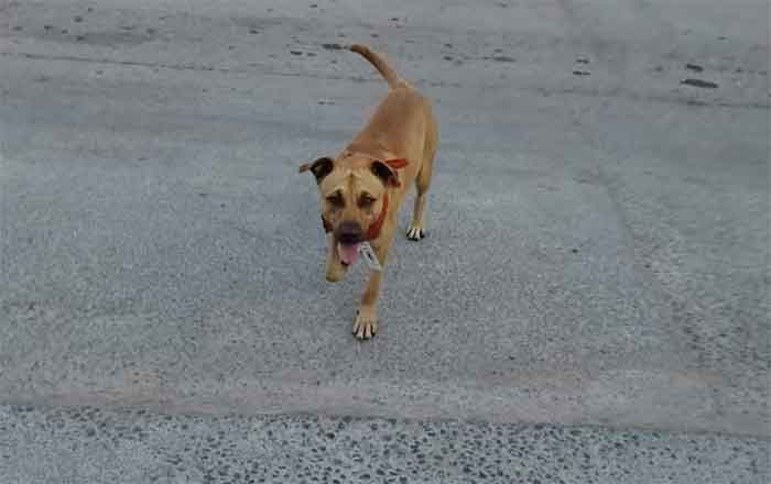 Perrito 'trabajador' de gasolinera se pierde y deambula por bulevar Hidalgo 1 PERRITO 4