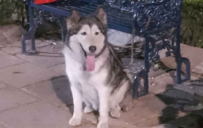 PERRO