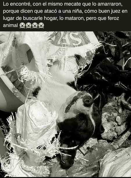 Hombre mata a perro por quitarle comida a su hija en Oaxaca 1 PERRO 2