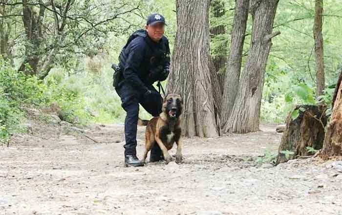 Binomios caninos de la Guardia Estatal reciben capacitación especializada 1 PERROS 2