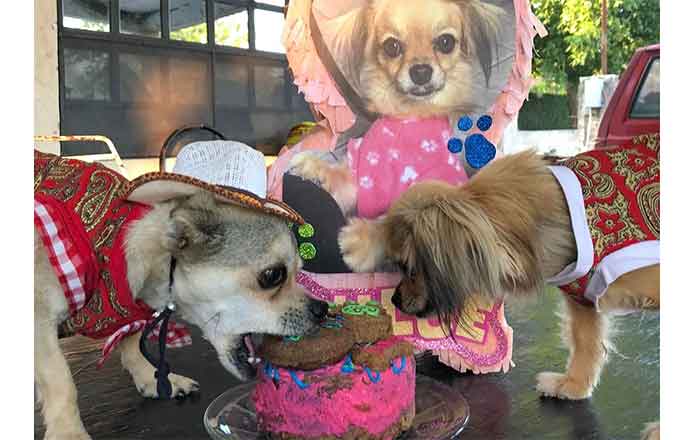 Dulce y Papi celebran cumpleaños perruno 1 PERROS 3