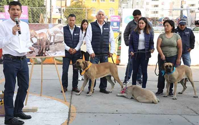 Del maltrato, a guardianes de un parque 1 PERROS