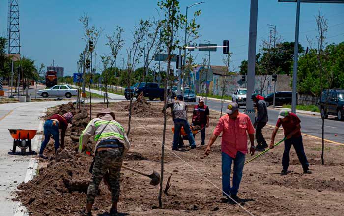 Importante reforestación en las principales avenidas de Matamoros 1 asdr
