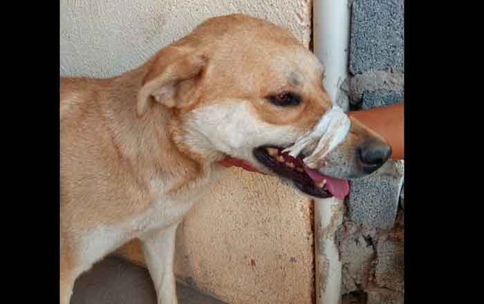 Buscan a 'Yellow', perrito abandonado por policías en Zacatecas 1 YELLOW 2