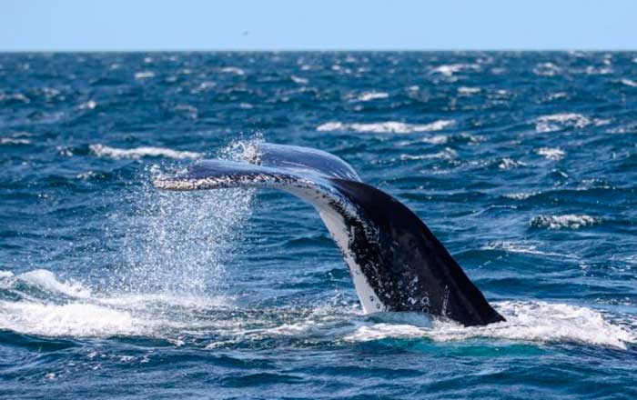 ballenas